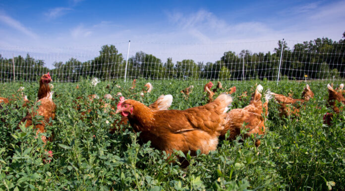 Stella rossa galline in un campo
