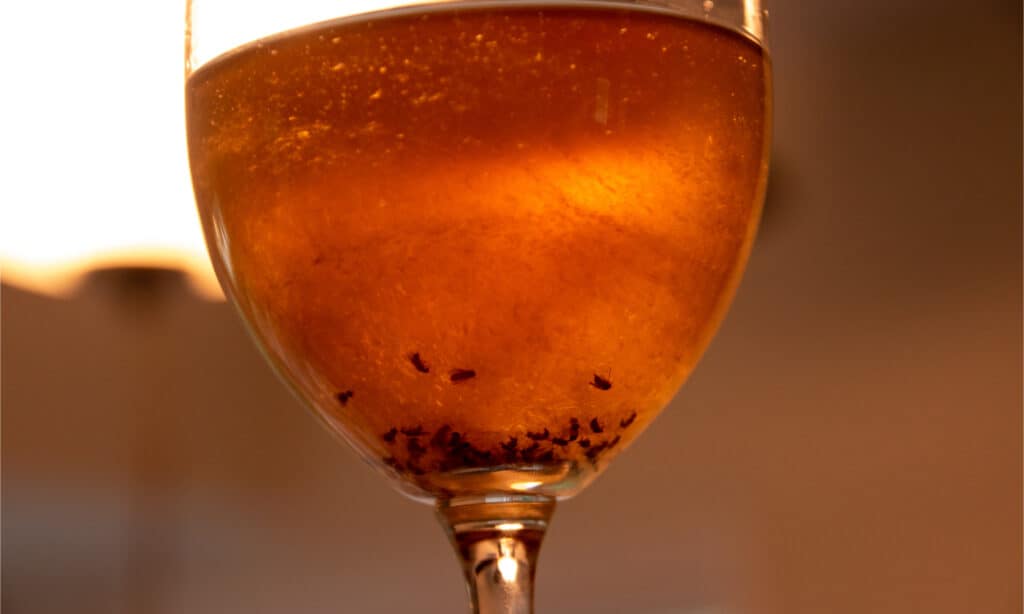 Una trappola di aceto di mele piena di moscerini della frutta morti