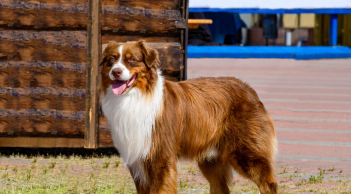 collie di bordo rosso