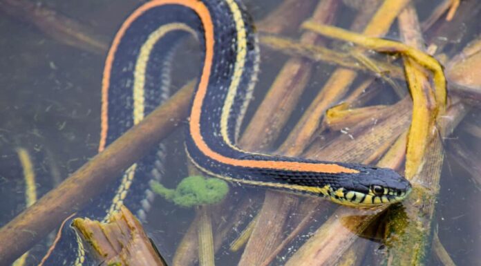 Un serpente giarrettiera delle pianure, sul dorso con strisce orizzontali (una per ciascuna, visibile) di arancione e rosso che corrono per tutta la lunghezza del suo corpo, strisciando nell'erba alta