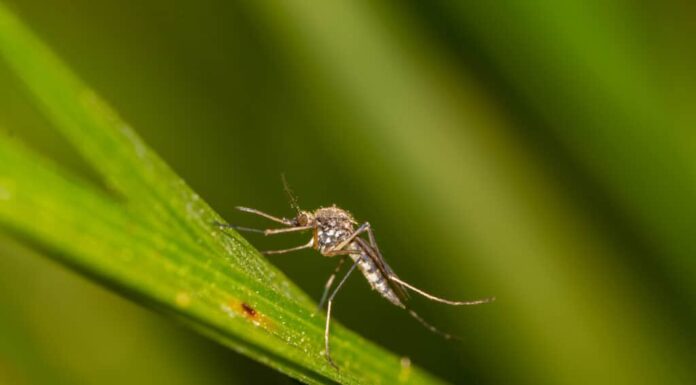 8 fastidiosi insetti in Ohio che sono numerosi e cercano di mordere
