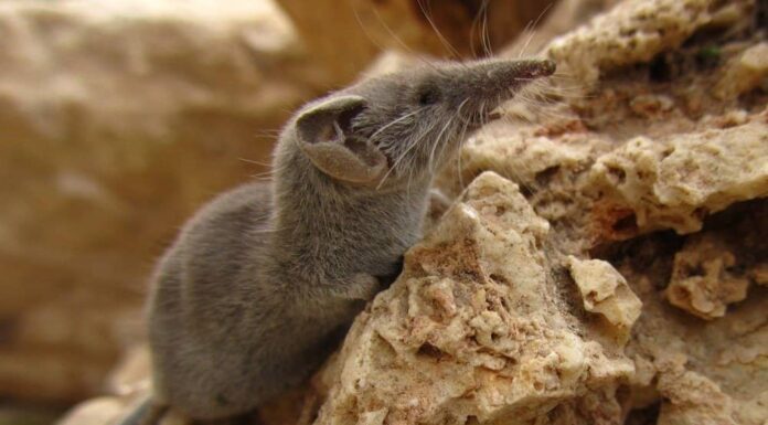 Scopri 7 fantastici animali di 5 lettere
