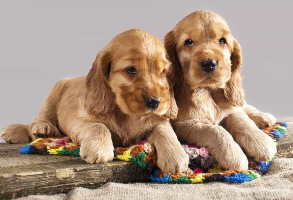 Cuccioli di cocker spaniel inglese
