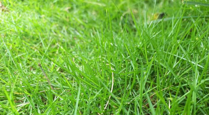 Erba dell'Impero Zoysia