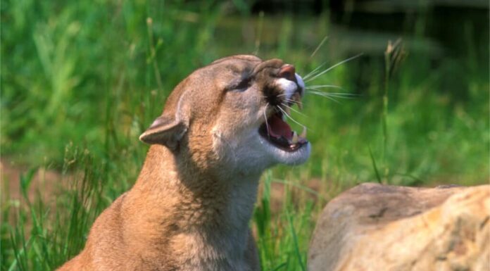 Urlo del leone di montagna