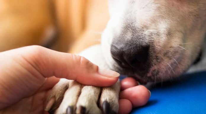 Il proprietario del cane tiene la zampa del suo amato compagno canino. 