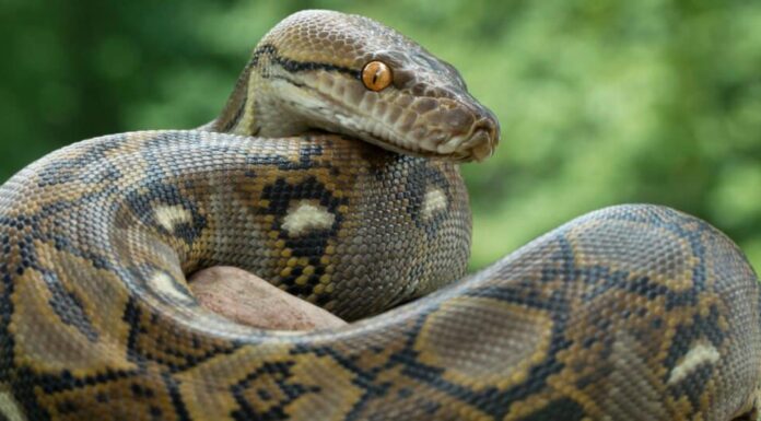 Animali che muoiono - Pitone reticolato