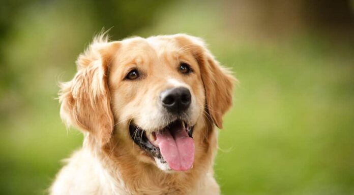 Golden retriever