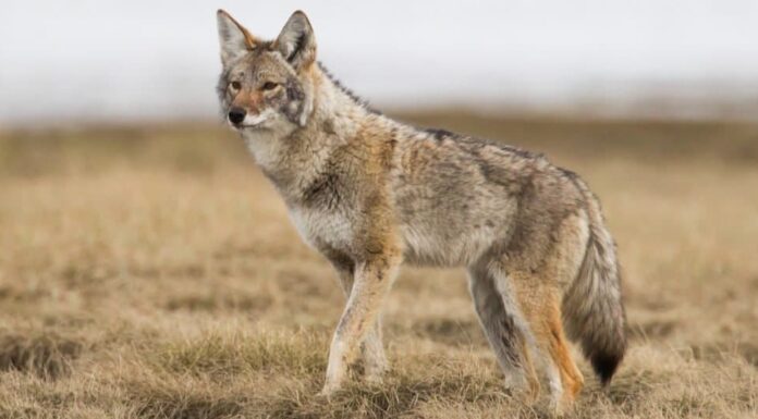 Coyote di proprietà di animali esotici