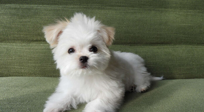 Cucciolo di Bichon Frise bianco e albicocca