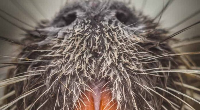 Denti di castoro - Close up di denti di castoro