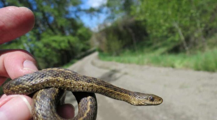 Occidentale, Terrestre, Giarrettiera, Serpente, -, Thamnophis, Elegans
