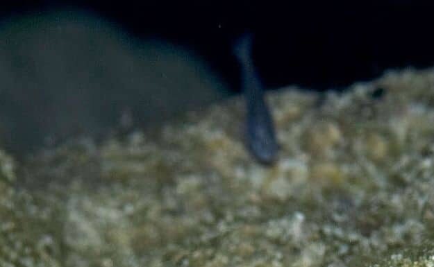 Pesce palla del diavolo (Cyprinodon diabolis)