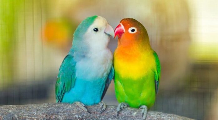 Gli animali più romantici