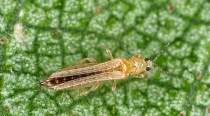 Tripidi della cipolla, della patata, del tabacco o della piantina di cotone - Thrips tabaci (ordine Thysanoptera).  È un parassita importante di molte piante.