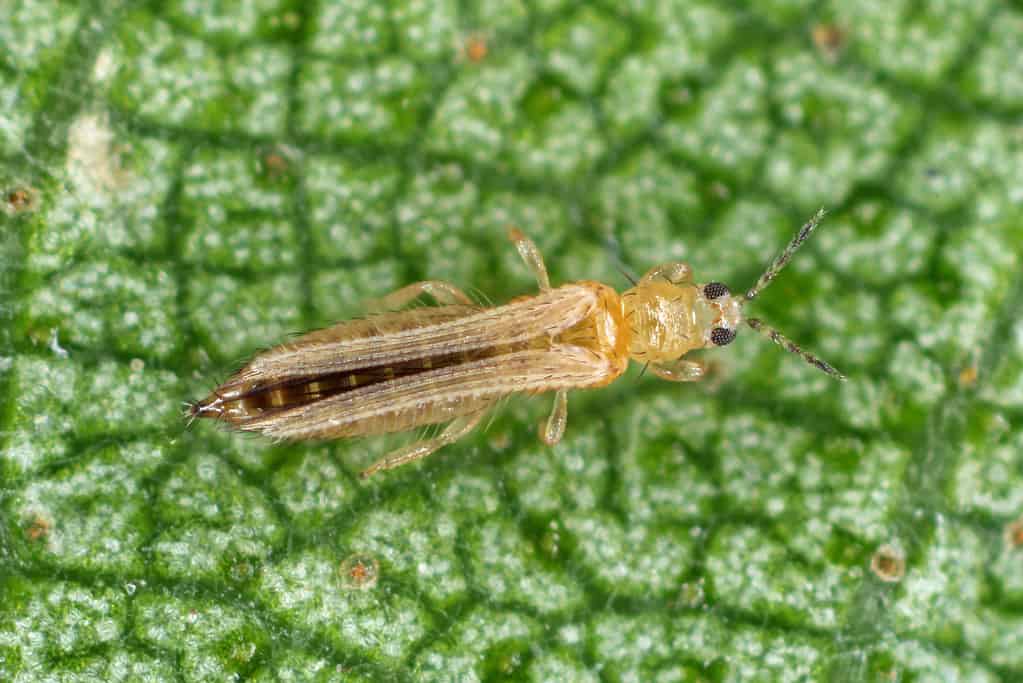 Tripidi della cipolla, della patata, del tabacco o della piantina di cotone - Thrips tabaci (ordine Thysanoptera).  È un parassita importante di molte piante.