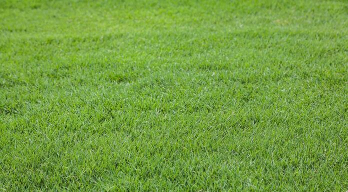 Un'immagine ravvicinata dell'erba delle Bermuda.