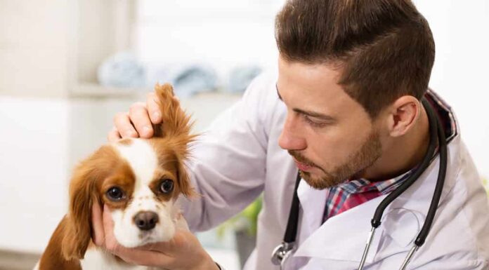 Primo piano di un giovane veterinario maschio barbuto bello che lavora nel suo ufficio esaminando le orecchie di un adorabile cucciolo di spaniel lanuginoso copyspace medicina pet care professione occupazione proprietario di lavoro.