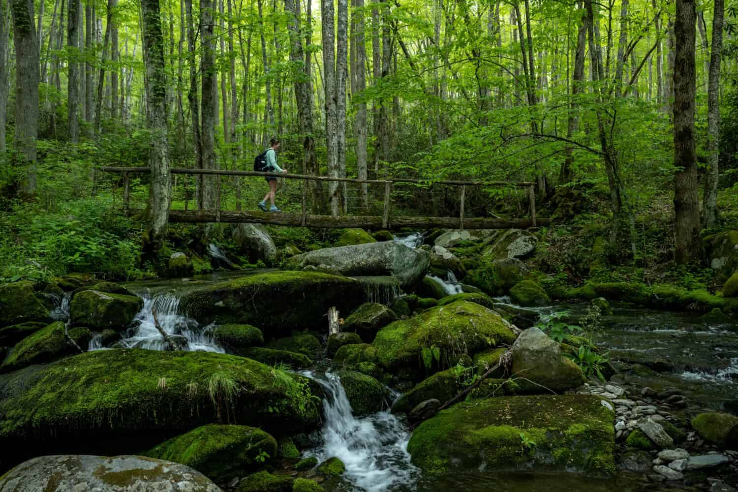 Escursionista Attraversando Jakes Creek Nel Parco Nazionale Delle Grandi Montagne Fumose