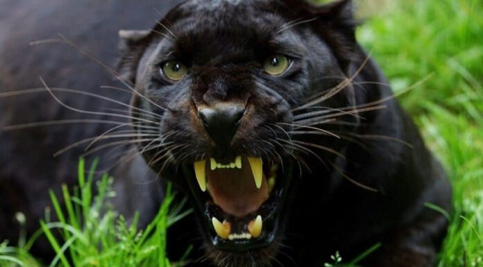 pantera-nera-che-mostra-i-denti