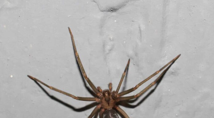 Femmina adulta Loxosceles reclusa.  (Brown recluso)