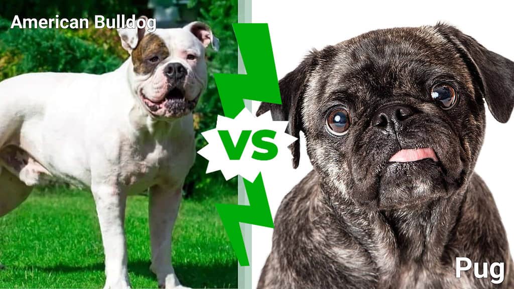 Bulldog americano contro Pug: 4 differenze chiave spiegate
