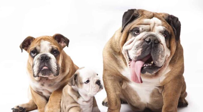 Bulldog inglese cucciolo e cane adulto
