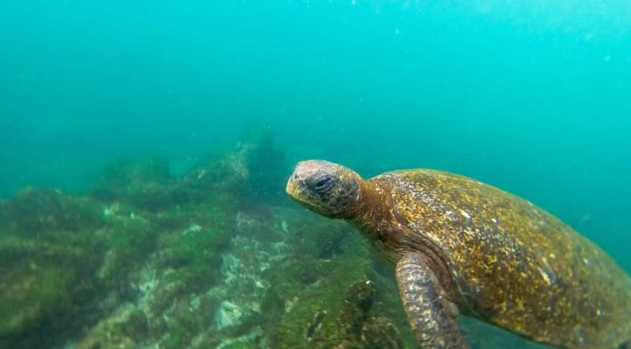 Tartaruga marina che nuota sott'acqua nelle isole Galapagos in Ecuador