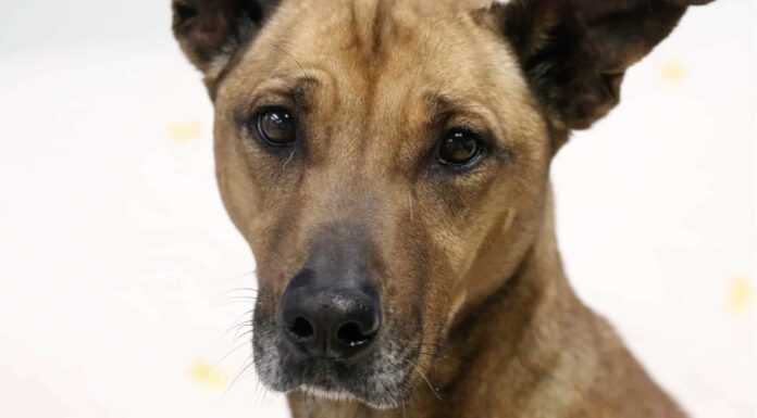 cur di montagna contro cur di bocca nera