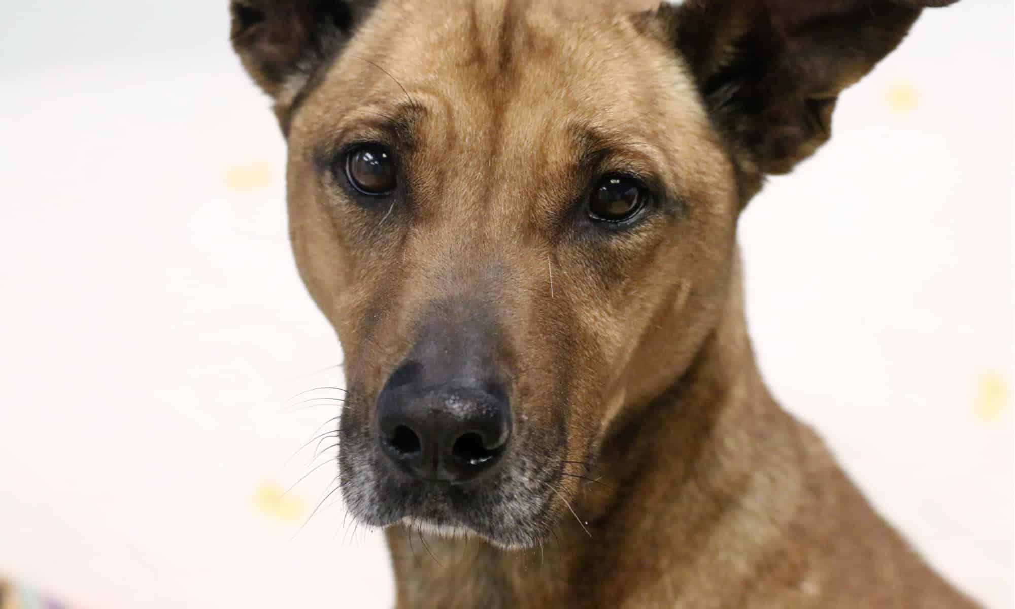 cur di montagna contro cur di bocca nera