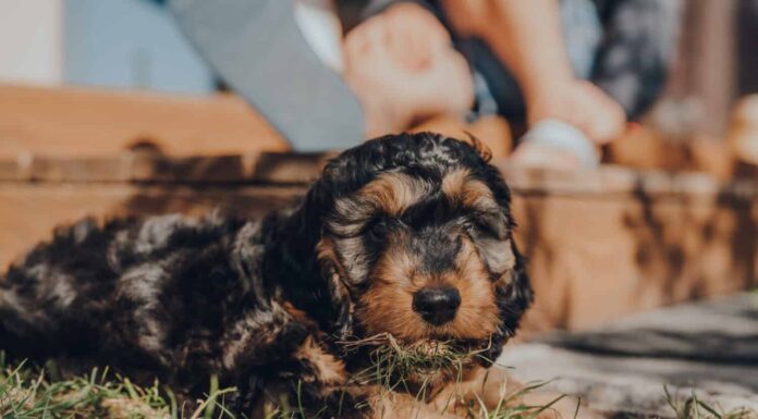 Carino cucciolo di Cockapoo di due mesi catturato a mangiare erba nel giardino, guardando la telecamera, fuoco selettivo sugli occhi.