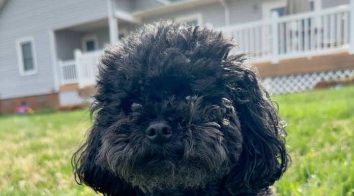 Carino piccolo maltipoo nero in erba