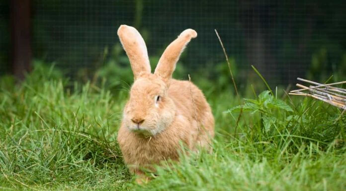 Coniglio gigante fiammingo in erba