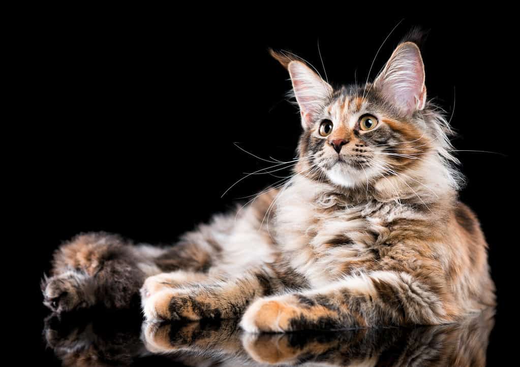 Ritratto del gattino Maine Coon di guscio di tartaruga domestico.  Gattino birichino su sfondo nero.  Adorabile giovane gatto curioso sdraiato e distogliendo lo sguardo.
