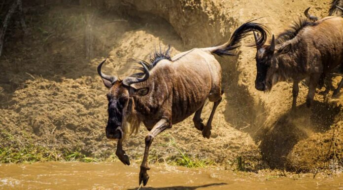 Emozionante scena di inseguimento: gli gnu fuggono dai leoni predatori
