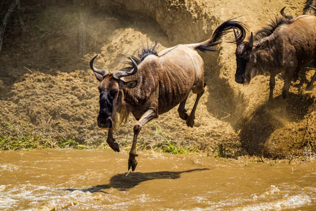 Emozionante scena di inseguimento: gli gnu fuggono dai leoni predatori