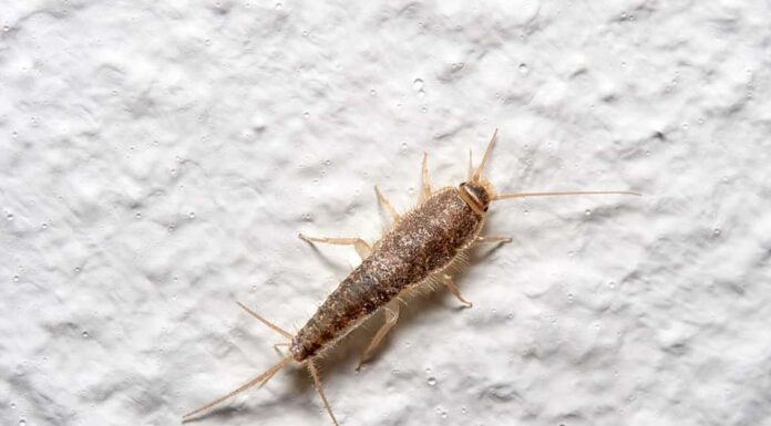 Un pesciolino d'argento su un muro di una casa.  Lepisma saccarina