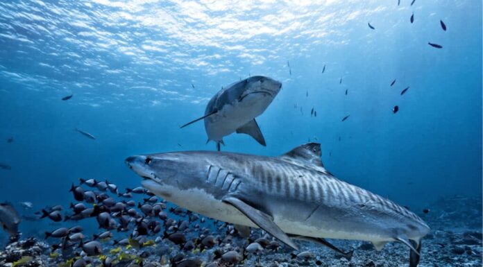 Squalo tigre che nuota sulla barriera corallina.