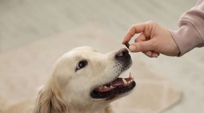 Cane che riceve una pillola aromatizzata