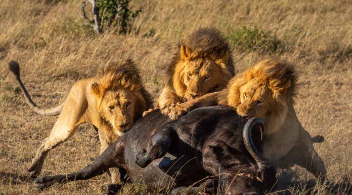 Tre leoni maschi si nutrono di bufali