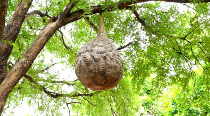 Enorme nido di vespe