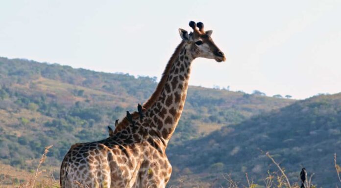 Diversi uccelli riposano su una giraffa