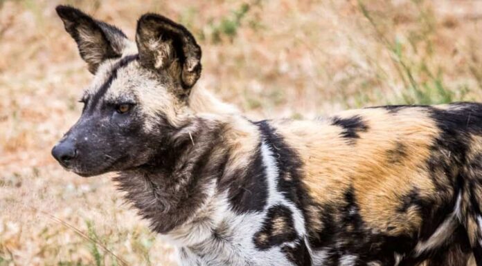 cane dipinto africano