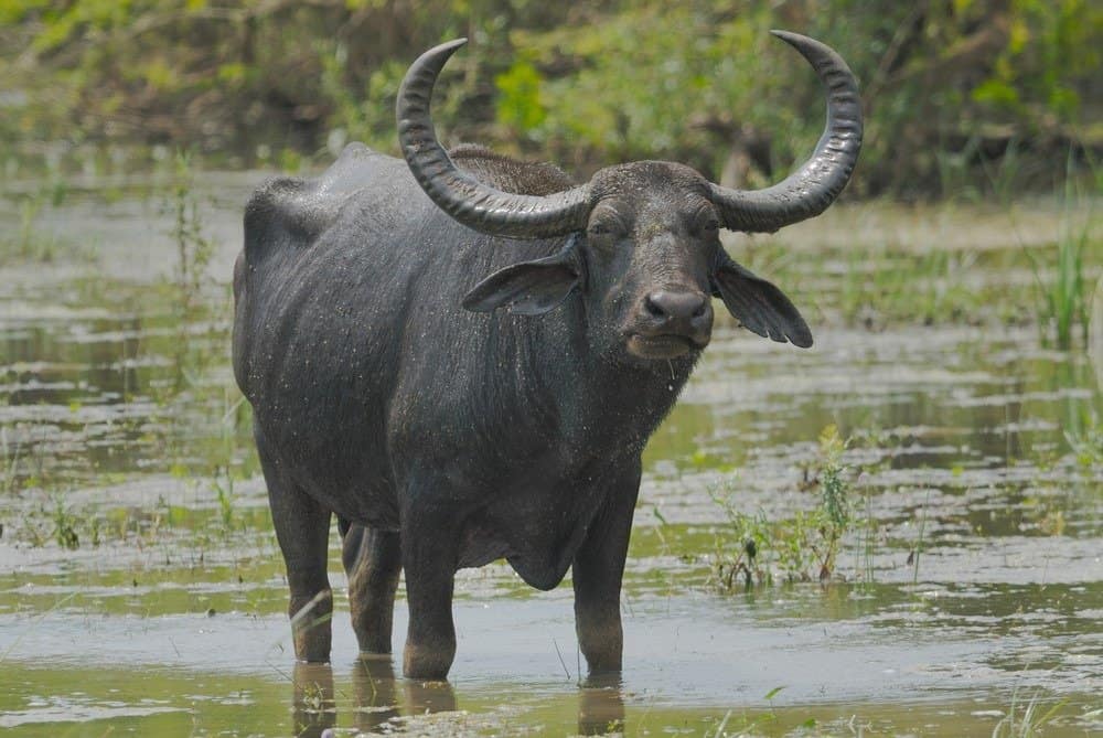 Bufalo d'acqua selvatico a Yala West National Park, Sri Lanka