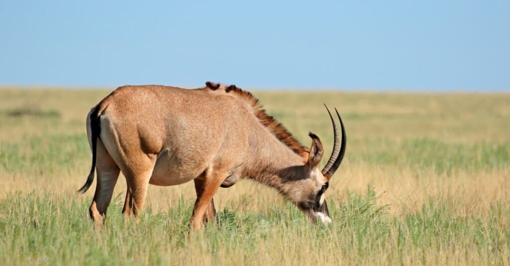 Guarda l'antilope più tosta del mondo sfuggire a un coccodrillo e superare in astuzia un leone