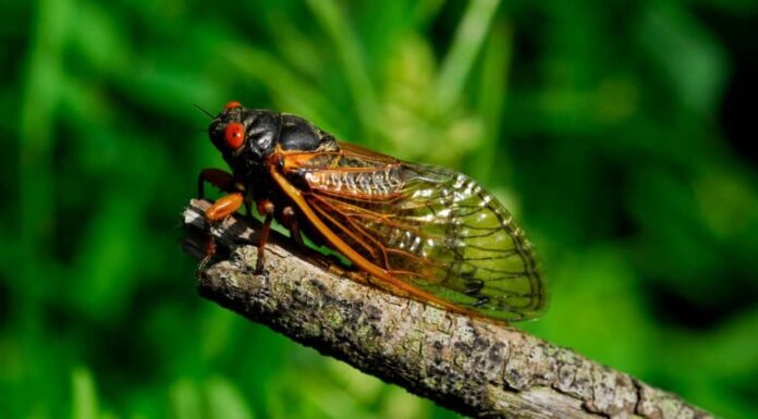 Guarda miliardi di cicale emergere dal terreno dopo essere rimaste dormienti per 17 anni
