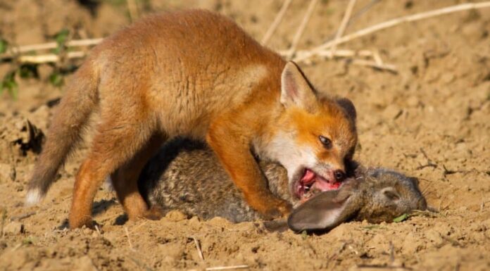 Volpe rossa dai denti di volpe che mangia