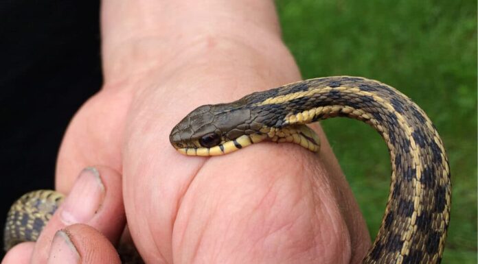 morso da un serpente