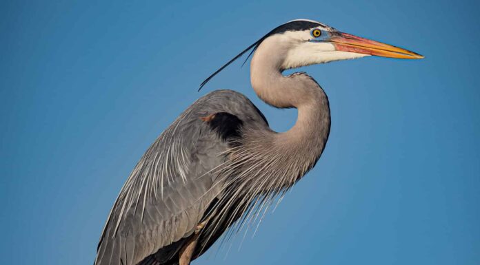 L'airone blu maggiore è in equilibrio sopra il ramo di un albero a Venice Rookery.