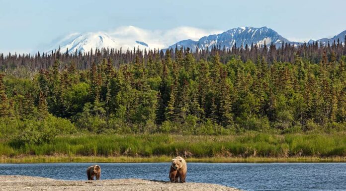 Parco nazionale di Katmai, Alaska
